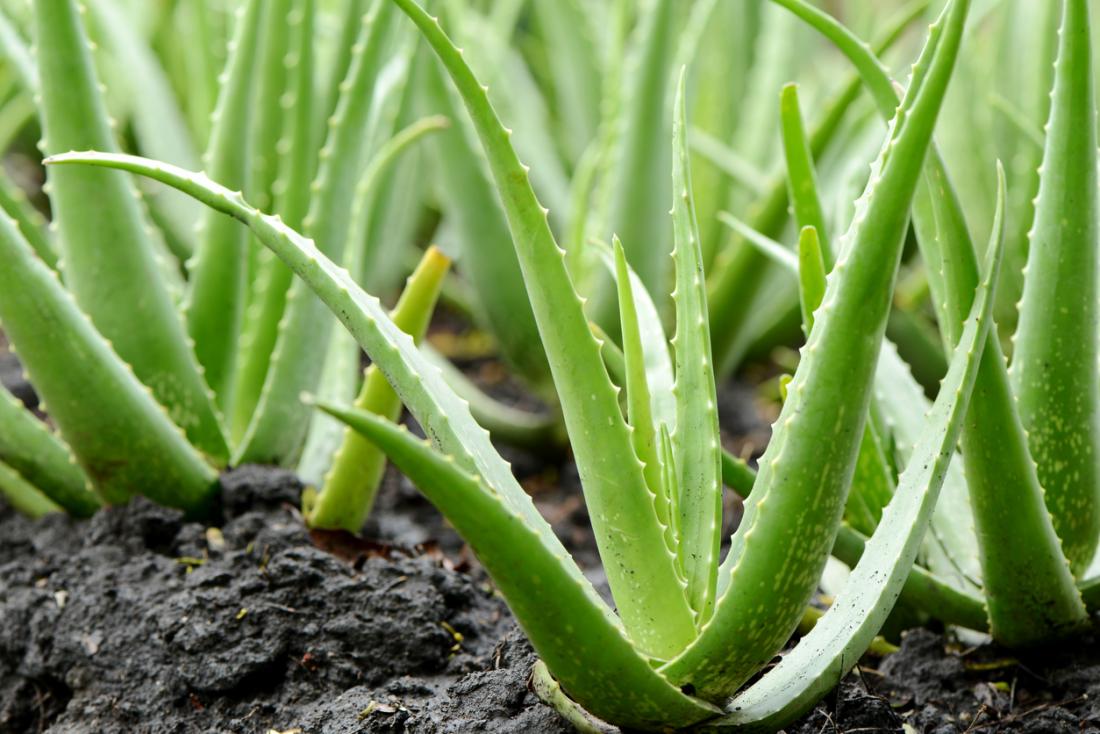 Como se Extrai a Babosa da Planta? Dicas de Como Fazer