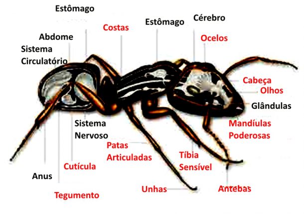 Características Físicas das Formigas