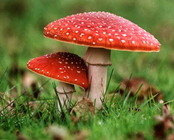 Cogumelo Curiosidades e Fatos Interessantes Sobre a Planta