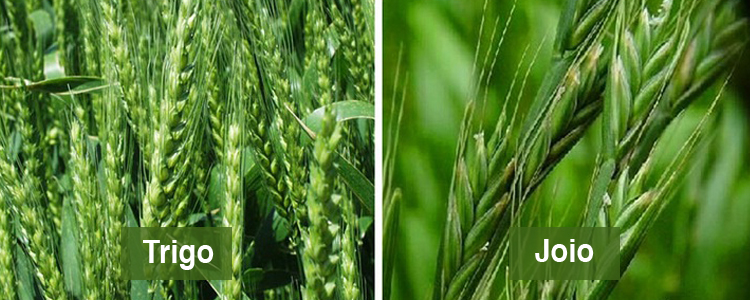 Plantação e cultivo de trigo em grão e joio