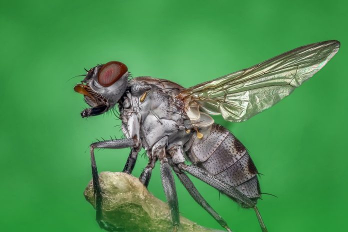 Foto de uma Mosca Doméstica