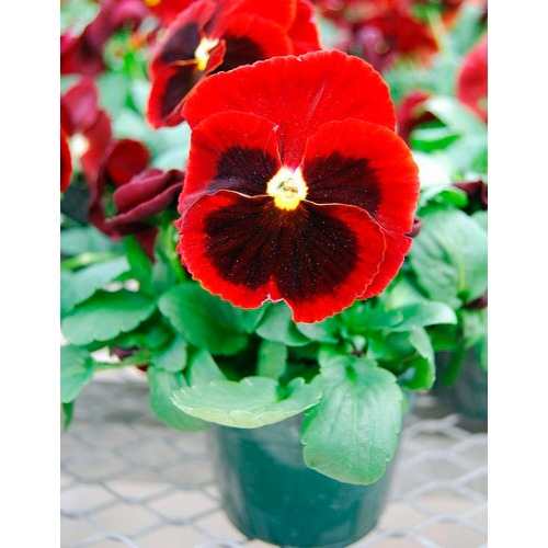 Flor Amor Perfeito: Como Plantar, Cuidar, Fazer Muda e Regar