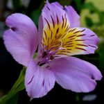 Alstroemeria Hybrida