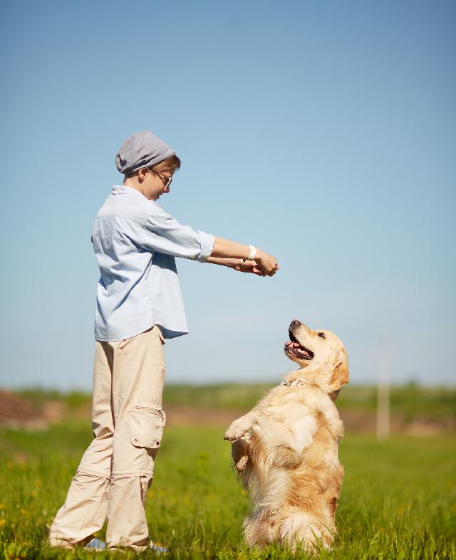 Quanto Tempo Dura o Adestramento de um Cão?