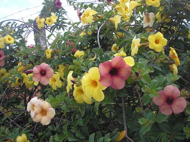 Alamanda: Origem, História, Significado, Cuidados, Vantagens, Preço e Curiosidades