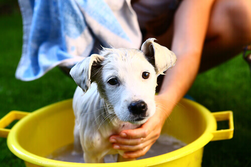 Quais As Raças De Cachorro Com Cheiro Mais Forte? Como Amenizar?
