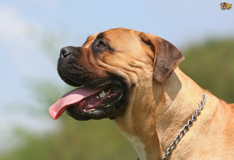 Ficha Técnica do Bullmastiff: Peso, Altura, Tamanho e Imagens
