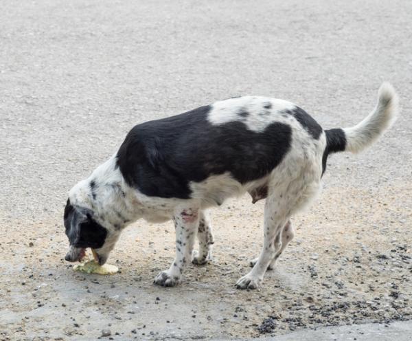 Quando o Cachorro Vomita Amarelo, O Que Pode Ser?
