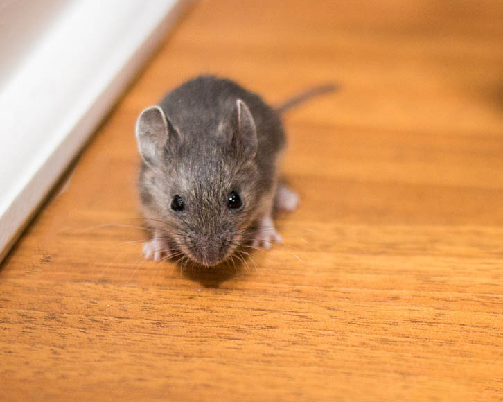 Como Matar Ratos Com Chumbinho? Dicas De Como Fazer
