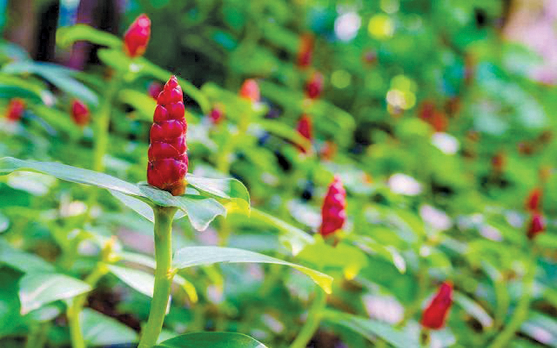 Cana de Macaco: Curiosidades e Fatos Interessantes Sobre a Flor