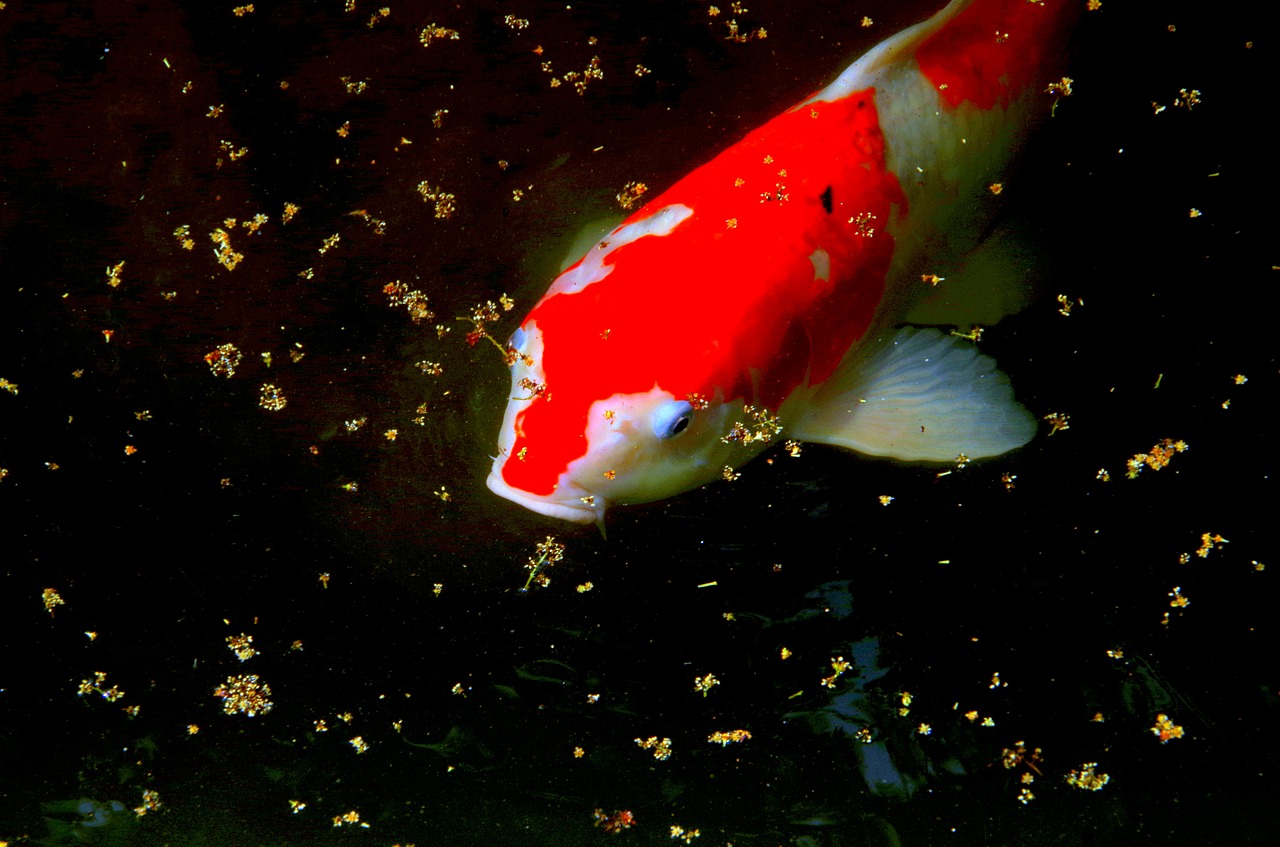 Carpa Curiosidades e Fatos Interessantes Sobre o Peixe