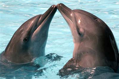 Casal de Golfinhos