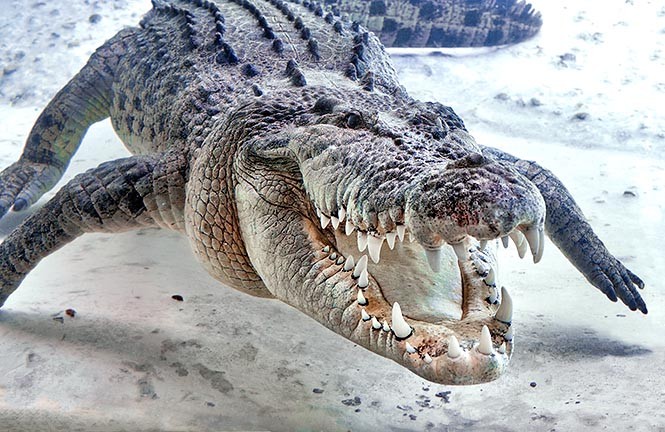 Qual é o Crocodilo Mais Perigoso de Todas as Especies?