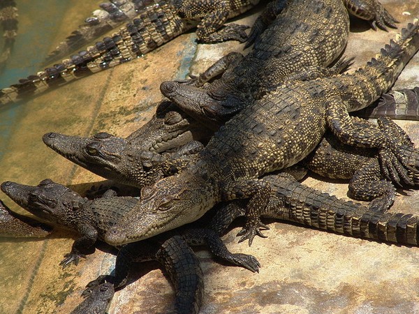 Crocodilo-Siamês: Características, Nome Cientifico e Fotos