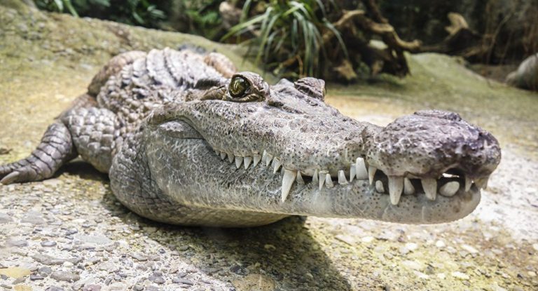 Dentes do Crocodilo
