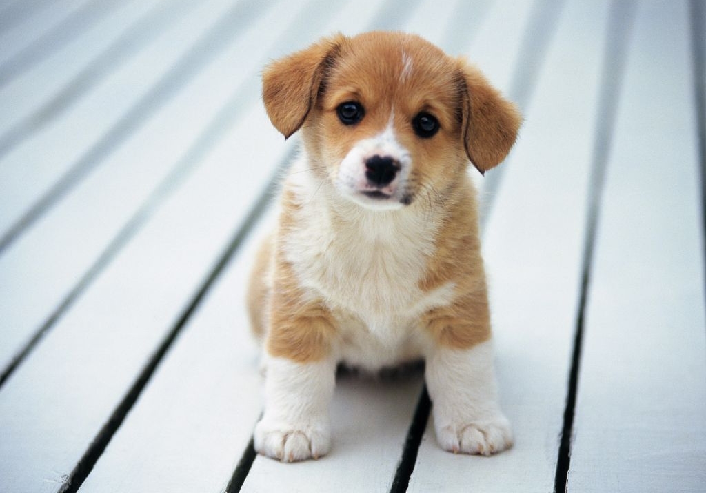 Pode dar Banana para Filhote de Cachorro?