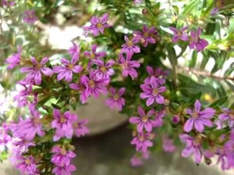 Flor Falsa Érica: Curiosidades e Fatos Interessantes Sobre a Planta