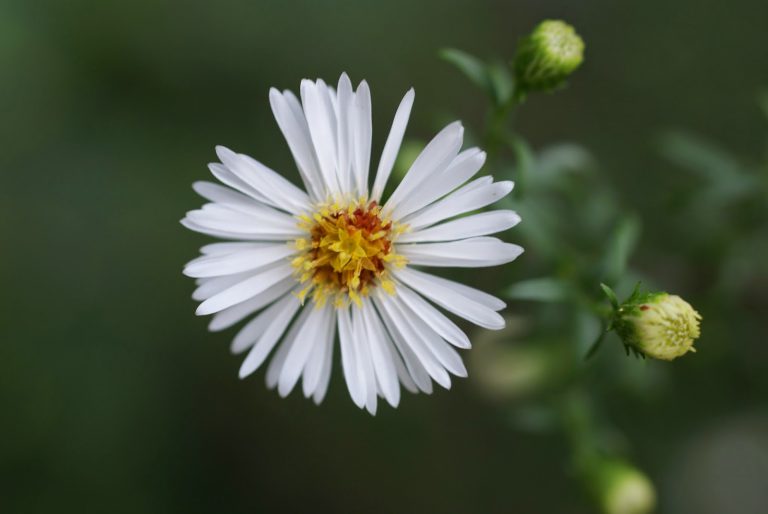 Flor Áster Branca