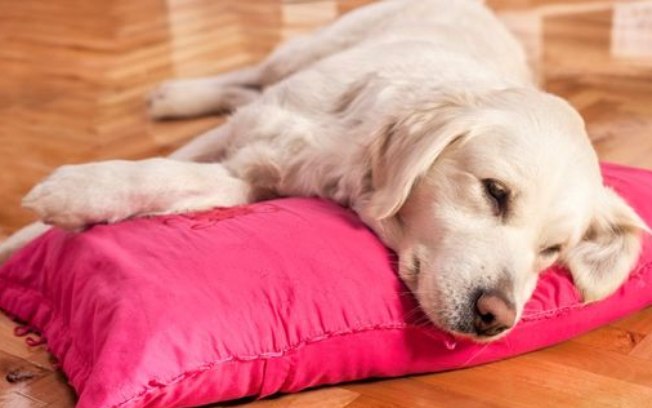 O Que Causa Gastrite em Cães? Como Tratar, Evitar e Prevenir