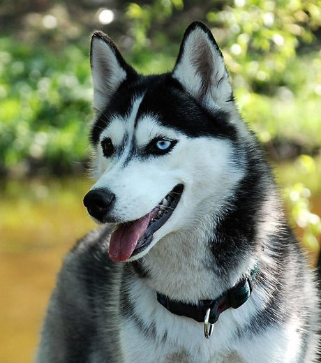 O Que Significa um Husky Siberiano? Pra Que Ele Serve?