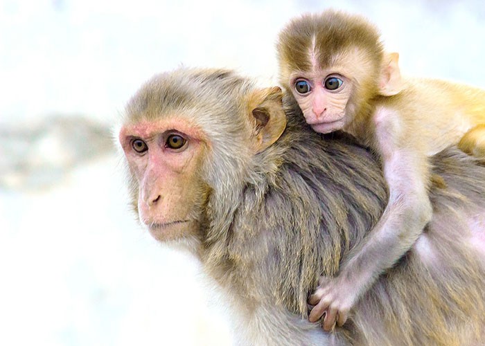 Como os Macacos Nascem? Em Quanto Tempo Viram Adultos?