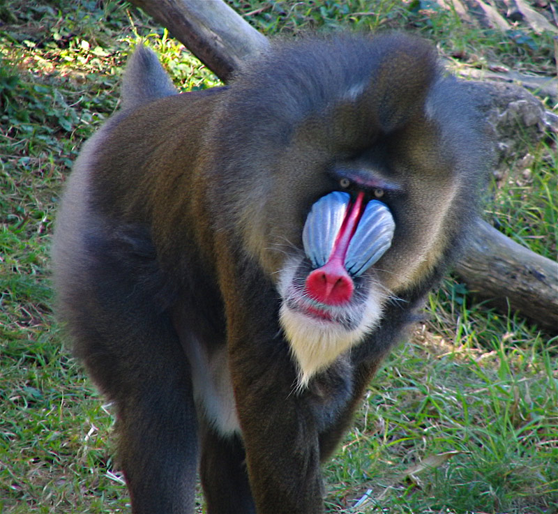 Macaco Mandril: Características, Nome Cientifico, Habitat e Fotos