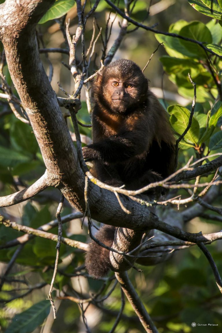 Macaco Prego De Crista na Árvore