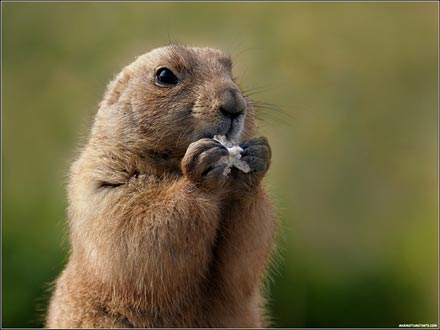 Marmotas