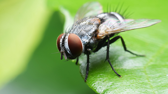 Quais São as Fases de Uma Mosca Desde o Ovo Até a Morte?