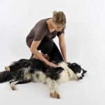 Mulher Cuidando do seu Cachorro Com Convulsão