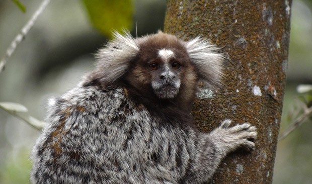 Sagui-de-Santarém: Características, Nome Cientifico e Fotos