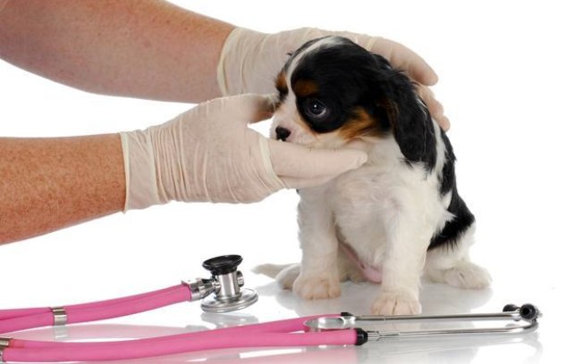 Quais os Sintomas de Gastrite em Cães? Como Identificar?