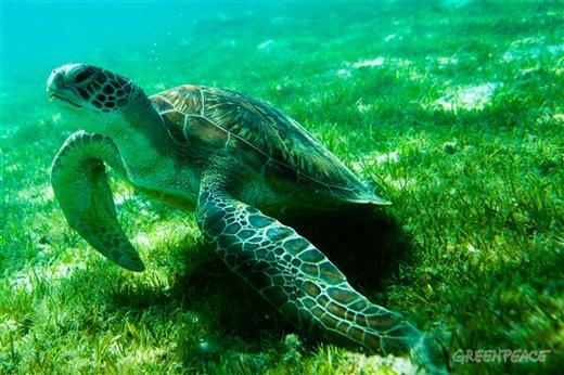 Tartaruga-Verde ou Aruanã: Características, Nome Cientifico e Fotos