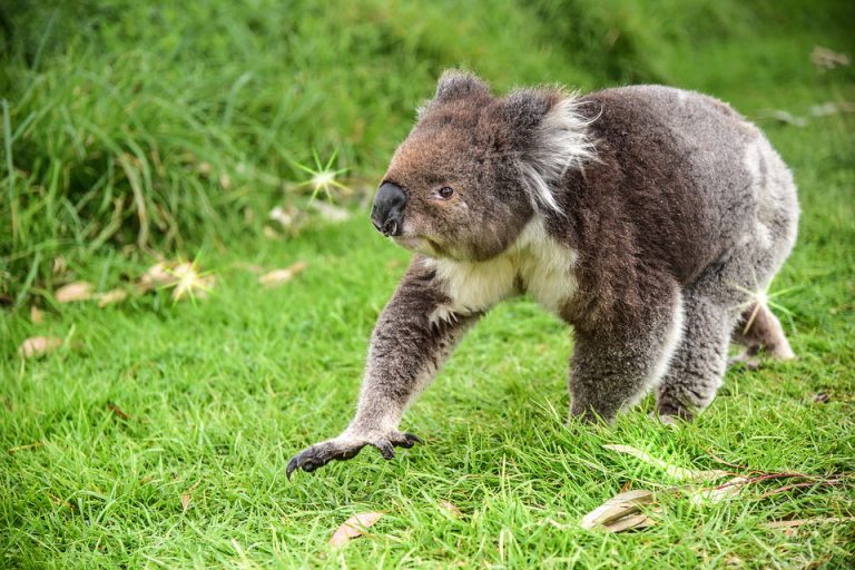 Urso Coala na Grama