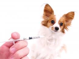 Como Saber se o Cão Está com Vermes?