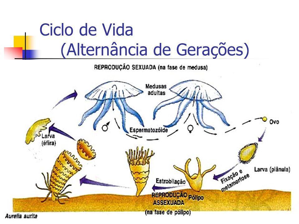 O que é Ciclo de Vida com Alternância de Gerações?