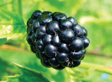 O que é Amoreira Negra? Planta Medicinal da Amora