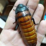Barata de Madagascar na Mão de uma Pessoa