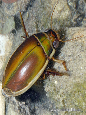 Besouro Ditisco: Características, Nome Científico e Habitat (2026)