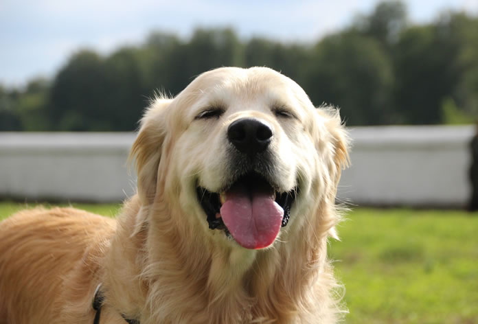 Ciclo de Vida do Golden Retriever: Quantos Anos Eles Vivem?
