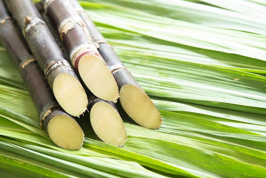 Como Plantar, Cultivar, Cuidar e Fazer Mudas da Cana de Açúcar?