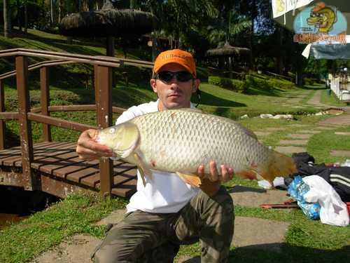 Carpa Espelho: Características, Nome Científico, Habitat e Fotos
