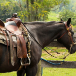 Cavalo Marrom de Sela