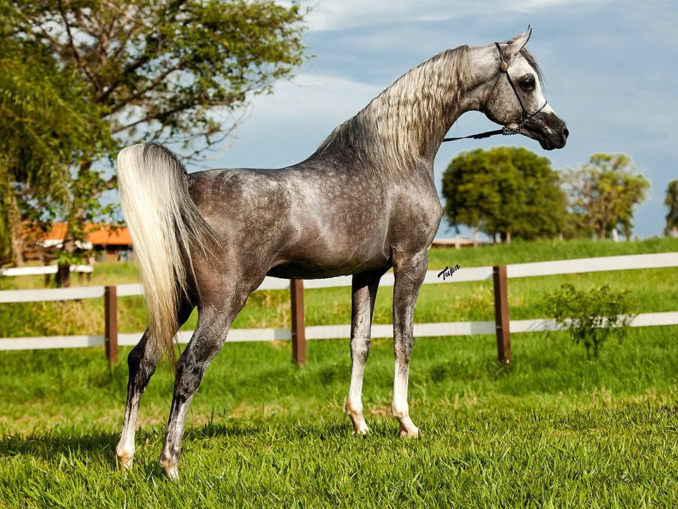 Raça De Cavalo Puro-Sangue Árabe: Características E Fotos