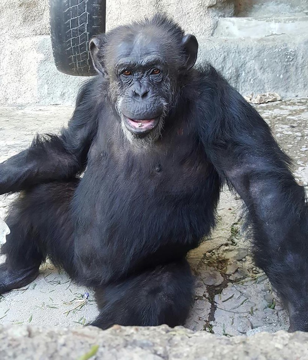 Chimpanzé: Filo, Reino, Ordem, Classe, Família e Domínio