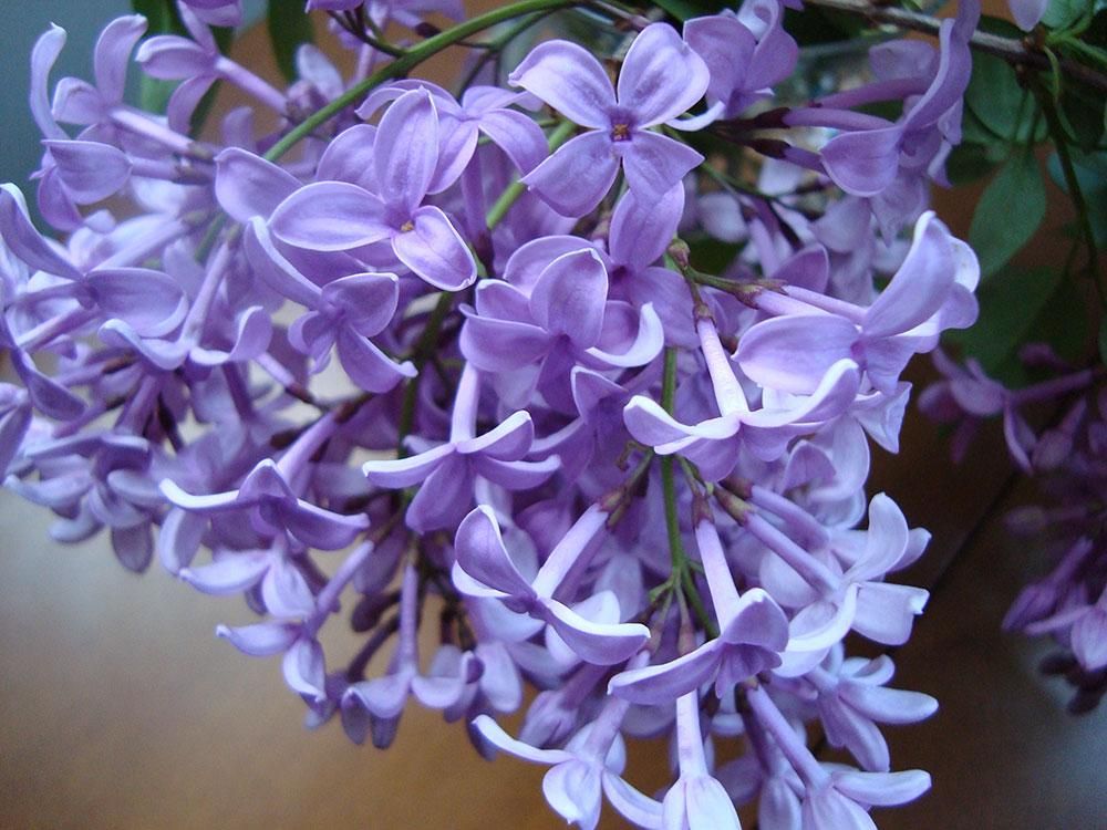 Tudo Sobre a Flor Asessippi Lilás: Características e Nome Científico