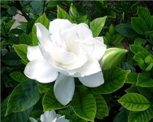 Flor Gardênia – Curiosidades e Fatos Interessantes Sobre a Planta