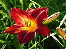 Cores da Flor Hemerocallis: Amarelo, Azul e Fulva com Fotos