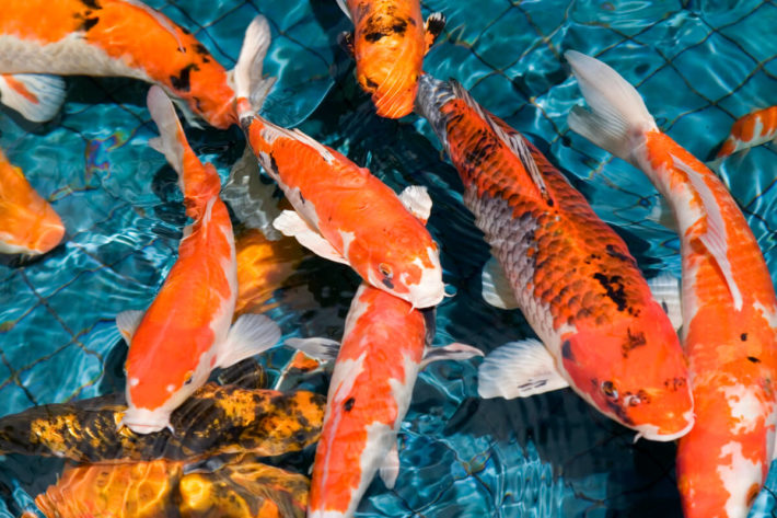 Tudo Sobre a Carpa: Características, Nome Cientifico e Fotos