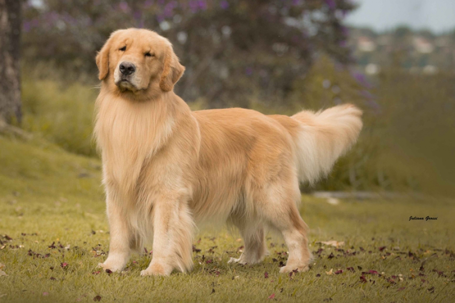 Reprodução do Golden Retriever: Filhotes e Período de Gestação